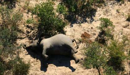 Les deux-tiers de la faune sauvage ont disparu en moins de 50 ans, selon le WWF