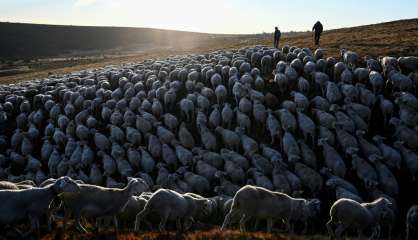 Sur le Mont Lozère, la transhumance séculaire, vitale et menacée