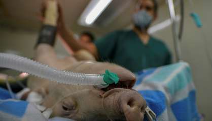 Coronavirus: au Panama, un cochon sert de cobaye pour un nouveau respirateur