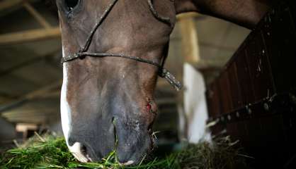 Chevaux mutilés: le suspect arrêté lundi mis hors de cause