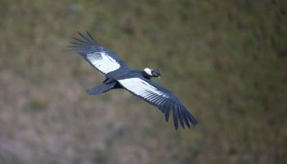 En Equateur, un couple de condors des Andes ravive les espoirs sur la protection de l'espèce