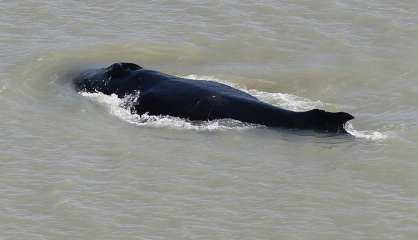 Australie: des baleines à bosses s'égarent dans une rivière infestée de crocodiles