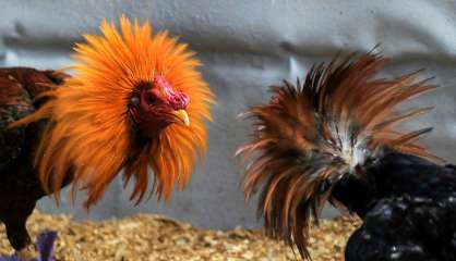 A Cuba, le bien-être animal, première victoire de la société civile