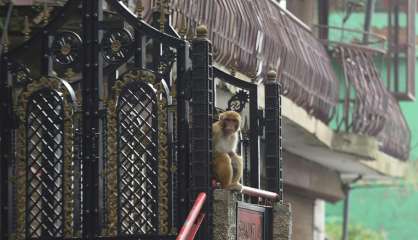 Des milliers de singes terrorisent une ville touristique indienne