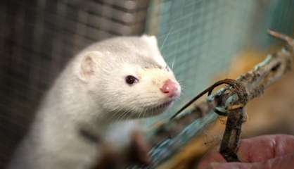 Un premier élevage de visons contaminé par le Covid-19 en France 