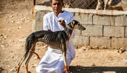 Dans la Syrie en guerre, l'élevage de lévriers pour la course et la chasse