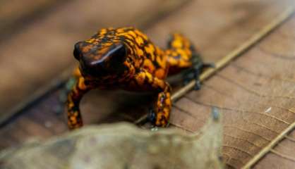 En Equateur, une colonie de grenouilles pour les sauver de l'extinction