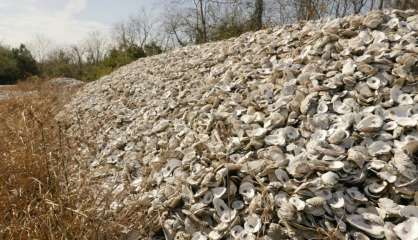 Sur les côtes du Texas, les coquilles d'huîtres sont recyclées en récifs