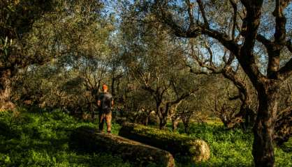 Dans le Péloponnèse, la récolte des olives souffre du coronavirus