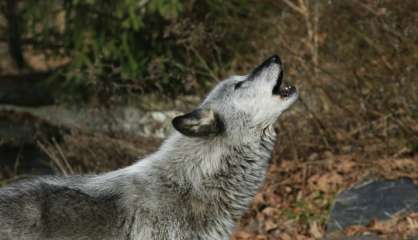 Aux États-Unis, les loups risquent d'être aux abois à cause de Trump