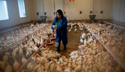 L'Autriche défend la dinde, grande oubliée du bien-être animal