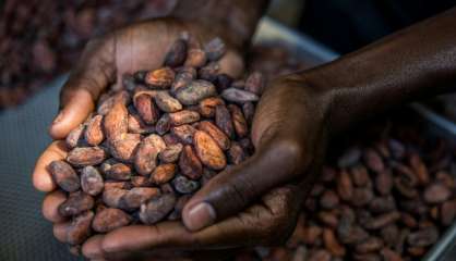 De la fève à la tablette, le cacao d'Haïti veut sa place à l'international