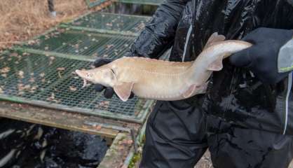 Le caviar blanc, trésor inattendu dans les Alpes autrichiennes