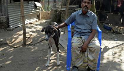 Le Sarail, chien de chasse du Bangladesh, une espèce canine à sauver