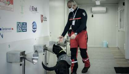 Des chiens formés pour traquer le Covid avec la sueur humaine