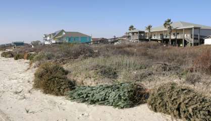 Au Texas, des sapins de Noël au secours des dunes rasées par les ouragans