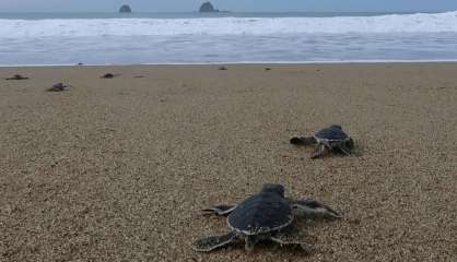 Des petites tortues s'élancent vers la liberté sur une plage d'Indonésie