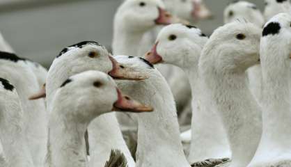 Abattages renforcés contre une grippe aviaire 