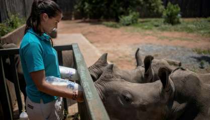 Afrique du Sud: requinquer les bébés rhinos