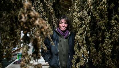 France: Nathalie Pagé, agricultrice et avant-gardiste du CBD