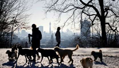 Le vol de chiens, l'autre 