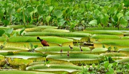 Paraguay: après la pluie, les nénuphars géants