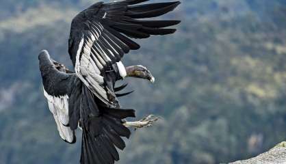 Colombie: recensement inédit du condor des Andes, menacé d'extinction