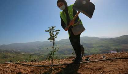 Pays désertique, la Jordanie veut planter des forêts