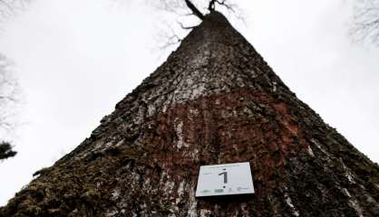 Notre-Dame: de la forêt à la charpente, la longue marche des chênes