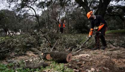 Madrid face au problème environnemental de ses arbres dévastés par la neige