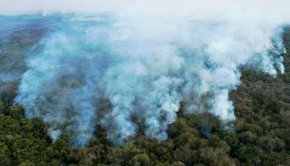 Forte hausse de la destruction de la forêt vierge tropicale en 2020