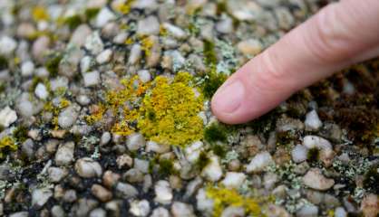 Les lichens, trésor scientifique et sentinelles de l'environnement