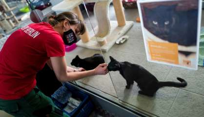 De la compagnie pour la pandémie : ruée des Allemands sur les animaux domestiques