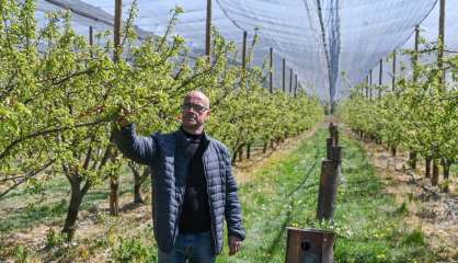 Nuit de gel catastrophique pour les arboriculteurs de la vallée du Rhône