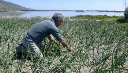 Pour contrer la pénurie d'eau en Tunisie, un système unique de culture sur sable