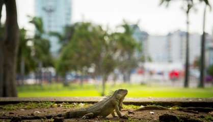 L'iguane local des Antilles menacé par une espèce invasive