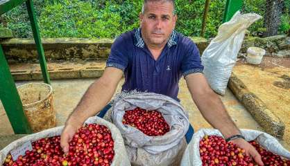 A Cuba, du café haut de gamme pour relancer un secteur en berne