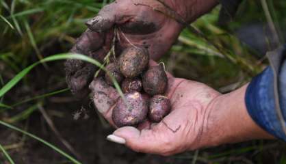 En Colombie, 50 nuances de pommes de terre