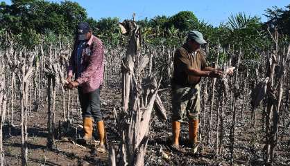 Amérique centrale: la détresse des agriculteurs face aux phénomènes climatiques extrêmes à répétition