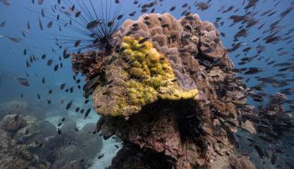 Thaïlande: des scientifiques démunis face à une nouvelle maladie tuant le corail