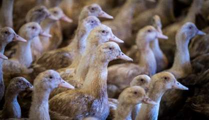 Grippe aviaire: la France veut vacciner à l'automne 2023, déjà 2 millions de volailles abattues en décembre