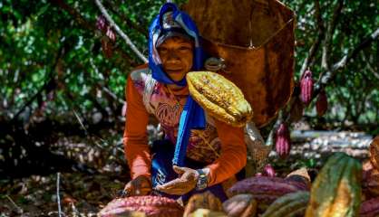 En Colombie, cocaïne contre cacao, ou le chocolat du 