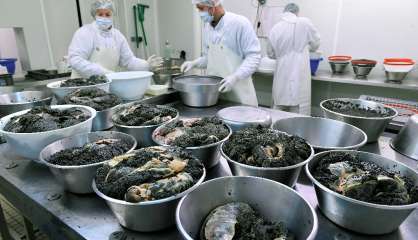 Science et transparence au service du caviar made in France