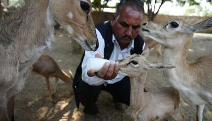 En Inde, pour les bishnoï, 