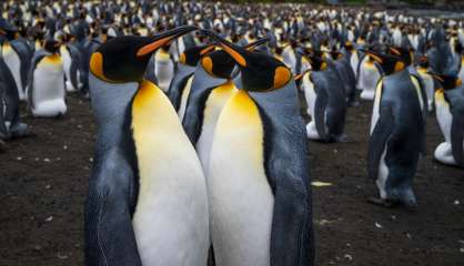 Les manchots royaux de Crozet menacés par le réchauffement climatique