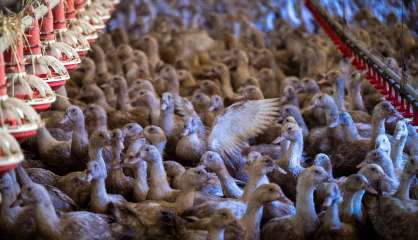 Crise aviaire: les fermiers élèvent des canes, moins rentables pour le foie gras