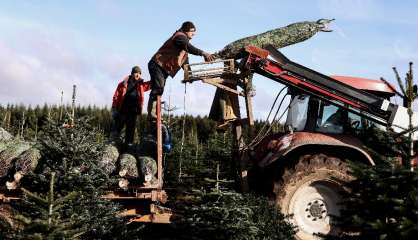 Epineuse fin d'année pour les producteurs de sapins belges