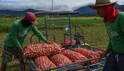 Aux Philippines, l'oignon devenu bien de luxe atteint des prix à pleurer