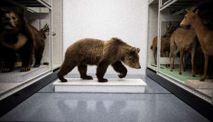 Des ours tués dans les montagnes des Pyrénées entrent au muséum