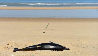 Dauphins échoués: le gouvernement accusé de ne pas en faire assez